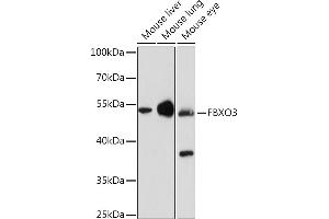 Western blot analysis of extracts of various cell lines, using FBXO3 Rabbit pAb (ABIN7267089) at 1:1000 dilution.
