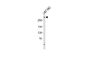 Western blot analysis of lysate from U-87 MG cell line, using ABCA2 Antibody (Center) (ABIN6243013 and ABIN6577834).