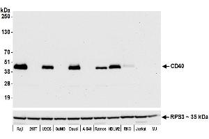 Western Blotting (WB) image for anti-CD40 (CD40) (AA 227-277) antibody (ABIN7454023) (Recombinant CD40 anticorps  (AA 227-277))
