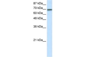 Western Blotting (WB) image for anti-Elongation Factor RNA Polymerase II (ELL) antibody (ABIN2461795) (ELL anticorps)