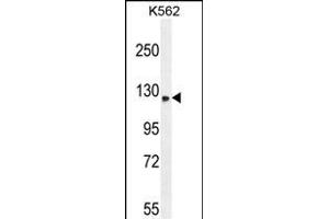 TMCO7 Antibody (C-term) (ABIN654975 and ABIN2844615) western blot analysis in K562 cell line lysates (35 μg/lane). (TANGO6/TMCO7 anticorps  (C-Term))