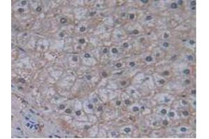 Figure. (JAG2 anticorps  (AA 714-981))