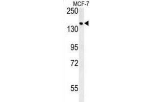 Western Blotting (WB) image for anti-Sterile alpha Motif Domain Containing 9 (SAMD9) antibody (ABIN3002418) (SAMD9 anticorps)
