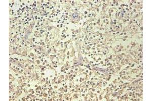 Immunohistochemical of paraffin-embedded human spleen organization using ABIN7161512 at dilution of 1:200