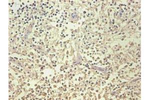 Immunohistochemical of paraffin-embedded human spleen organization using ABIN7161512 at dilution of 1:200 (Lipocalin 2 anticorps)