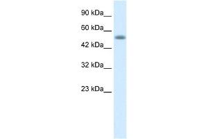 Nucleobindin 1 antibody used at 1 ug/ml to detect target protein. (Nucleobindin 1 anticorps  (C-Term))