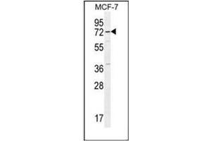 Western blot analysis of Otopetrin-3 Antibody (C-term) in MCF-7 cell line lysates (35ug/lane). (OTOP3 anticorps  (C-Term))