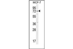 Western blot analysis of Otopetrin-3 Antibody (C-term) in MCF-7 cell line lysates (35ug/lane). (OTOP3 anticorps  (C-Term))