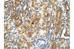 Image no. 1 for anti-MAS1 Oncogene (MAS1) (AA 144-193) antibody (ABIN321835) (MAS1 anticorps  (AA 144-193))
