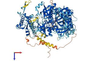 AlphaFold protein structure predicition of Mouse Recombinant Dis3l Protein, UniprotID Q8C0S1