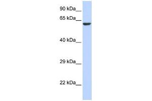 WB Suggested Anti-KCNV1 Antibody Titration:  0. (KCNV1 anticorps  (N-Term))
