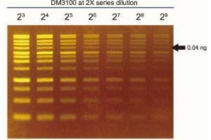 Fig. (FluoroStain™ DNA Fluorescent Staining Dye (Green, 10,000X))