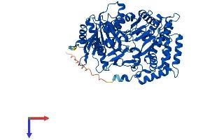 AlphaFold protein structure predicition of Mouse Recombinant Crat Protein, UniprotID P47934