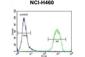 Flow cytometric analysis of NCI-H460 cells using RAD54L Antibody (C-term) Cat. (RAD54L anticorps  (C-Term))