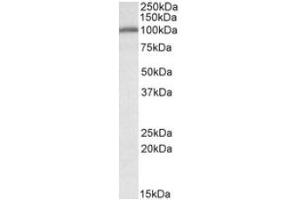 Image no. 3 for anti-Calnexin (CANX) (Internal Region) antibody (ABIN401659) (Calnexin anticorps  (Internal Region))