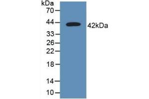 Detection of Recombinant CD63, Human using Polyclonal Antibody to Tetraspanin 30Cluster of Differentiation 63 (CD63)