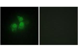 Immunofluorescence (IF) image for anti-Inositol 1,3,4,5,6-Pentakisphosphate 2-Kinase (IPPK) (AA 11-60) antibody (ABIN2889764)