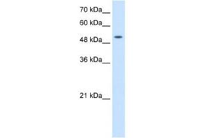 SLC41A2 antibody used at 2. (SLC41A2 anticorps  (N-Term))