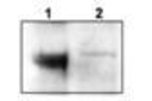 Image no. 2 for anti-Neurotrophic tyrosine Kinase, Receptor, Type 3 (NTRK3) (C-Term) antibody (ABIN290911)