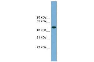 Ubiquilin-Like antibody used at 1 ug/ml to detect target protein. (UBQLNL anticorps  (Middle Region))