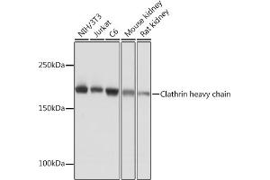 Western blot analysis of extracts of various cell lines, using Clathrin heavy chain Rabbit mAb (ABIN7266404) at 1:1000 dilution.