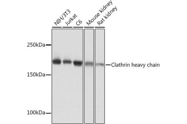 Clathrin Heavy Chain (CLTC) anticorps