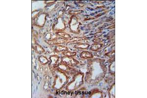 MOSC1 Antibody immunohistochemistry analysis in formalin fixed and paraffin embedded human kidney tissue followed by peroxidase conjugation of the secondary antibody and DAB staining. (MOSC1 anticorps  (AA 175-204))
