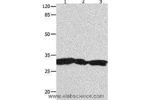 Western blot analysis of Hela, 293T and Jurkat cell  , using YWHAG Polyclonal Antibody at dilution of 1:1800 (14-3-3 gamma anticorps)