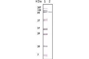 Western Blotting (WB) image for anti-Mismatch Repair Protein 2 (MSH2) antibody (ABIN2464085) (MSH2 anticorps)