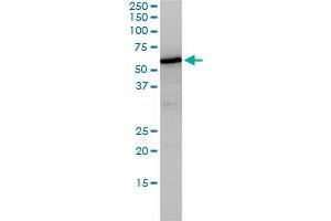 NUCB1 monoclonal antibody (M01), clone 1H8-2C11 Western Blot analysis of NUCB1 expression in HepG2 . (Nucleobindin 1 anticorps  (AA 28-461))