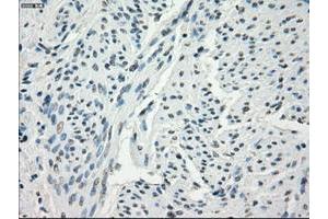 Image no. 4 for anti-Fc Fragment of IgG, Low Affinity IIa, Receptor (CD32) (FCGR2A) antibody (ABIN1497258) (FCGR2A anticorps)