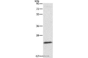 Western blot analysis of Mouse liver tissue, using ATG10 Polyclonal Antibody at dilution of 1:500 (ATG10 anticorps)