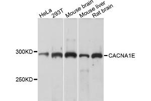 Western blot analysis of extracts of various cell lines, using CACNA1E antibody. (CACNA1E anticorps)