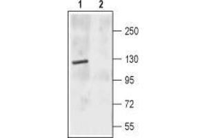 Western blot analysis of rat brain membrane: - 1.