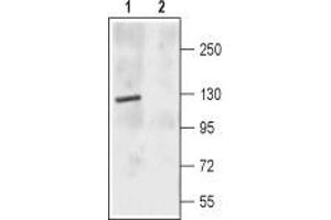 Western blot analysis of rat brain membrane: - 1. (GRIN2C anticorps  (Extracellular, N-Term))