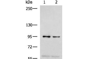 Western blot analysis of 293T and Jurkat cell lysates using NVL Polyclonal Antibody at dilution of 1:1000 (NVL anticorps)
