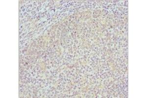 Immunohistochemistry of paraffin-embedded human tonsil tissue using ABIN7148458 at dilution of 1:100 (COG4 anticorps  (AA 506-785))