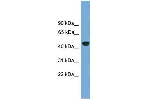 WB Suggested Anti-PSMD12 Antibody Titration: 0. (PSMD12 anticorps  (N-Term))