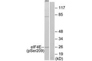 Western blot analysis of extracts from 293 cells treated with Anisomycin 25ug/ml 30', using eIF4E (Phospho-Ser209) Antibody. (EIF4E anticorps  (pSer209))