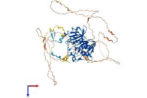 AlphaFold protein structure predicition of Human Recombinant PAK6 Protein, UniprotID Q9NQU5