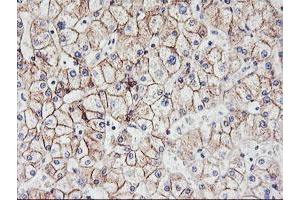 Image no. 6 for anti-Cadherin 2 (CDH2) antibody (ABIN1499626)