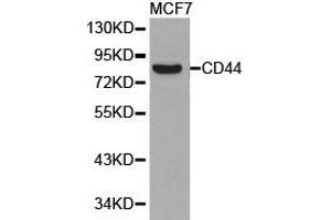 Western Blotting (WB) image for anti-CD44 (CD44) antibody (ABIN1871637) (CD44 anticorps)