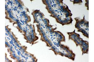 Anti- Peroxiredoxin 5 Picoband antibody, IHC(P) IHC(P): Mouse Intestine Tissue (Peroxiredoxin 5 anticorps  (AA 66-198))