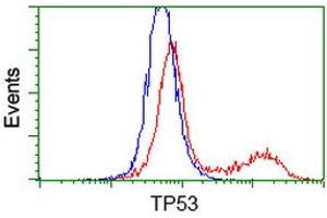 HEK293T cells transfected with either RC200003 overexpress plasmid (Red) or empty vector control plasmid (Blue) were immunostained by anti-TP53 antibody (ABIN2454591), and then analyzed by flow cytometry. (p53 anticorps)