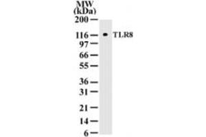 Western Blotting (WB) image for anti-Toll-Like Receptor 8 (TLR8) (AA 750-850) antibody (ABIN2470503) (TLR8 anticorps  (AA 750-850))