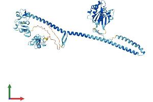 AlphaFold protein structure predicition of Human Recombinant TRIM23 Protein, UniprotID P36406