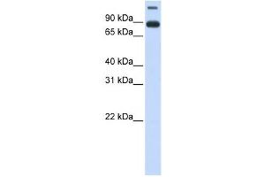 Western Blotting (WB) image for anti-Transmembrane Protein 48 (TMEM48) antibody (ABIN2459004)