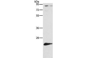 Western Blot analysis of Mouse liver tissue using ATG10 Polyclonal Antibody at dilution of 1:500