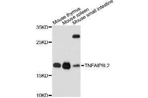 Western blot analysis of extracts of various cell lines, using TNFAIP8L2 antibody (ABIN6293885) at 1:3000 dilution. (TNFAIP8L2 anticorps)