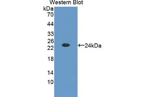 Figure. (CITED1 anticorps  (AA 1-193))